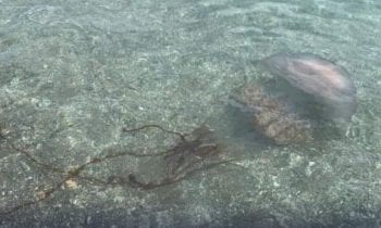 Medusa de dos metros en playas de Manilva.