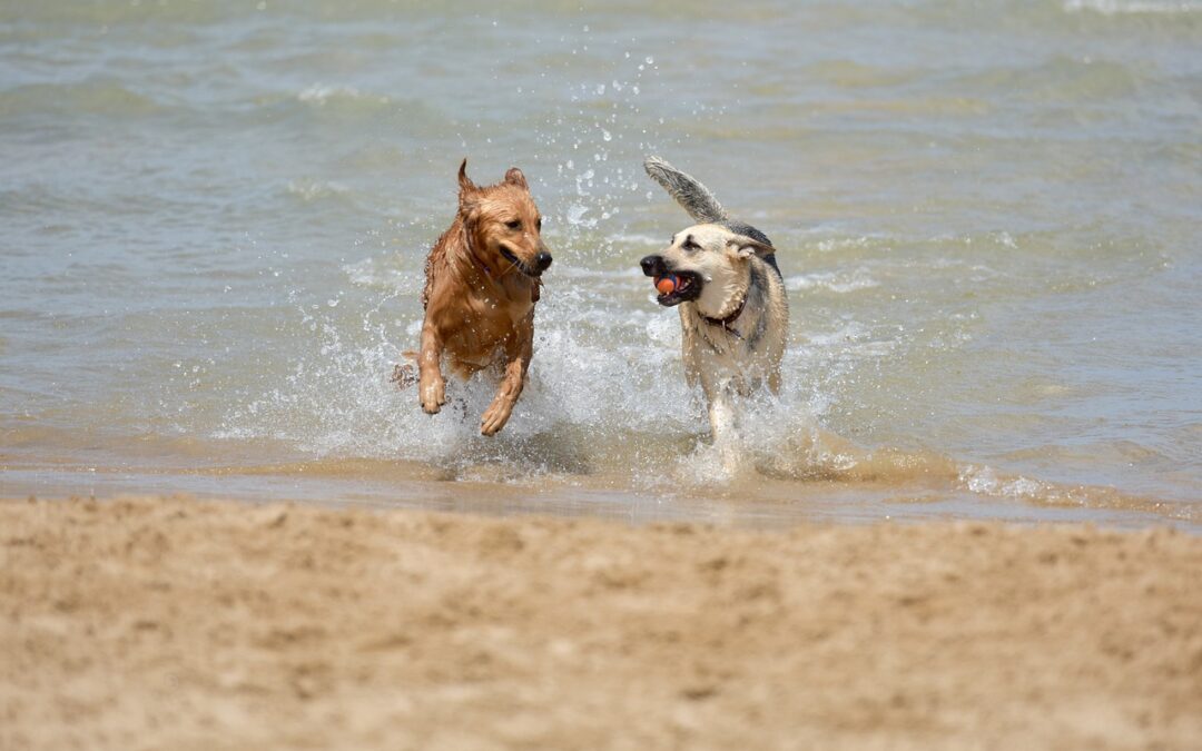 El Ayuntamiento propone la designación de dos playas caninas en levante y poniente
