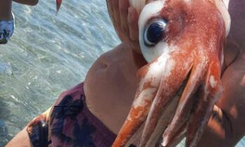 El litoral linense es referente para la Junta en la recuperación de especies marinas únicas gestionadas desde el Centro del Medio Marino del Estrecho