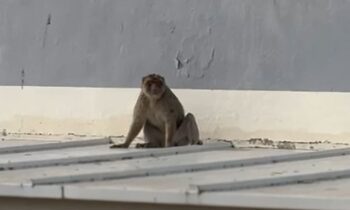 La Policía Local realiza tareas de apoyo en el rescate de un primate aparecido en La Línea