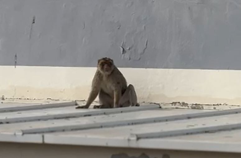 La Policía Local realiza tareas de apoyo en el rescate de un primate aparecido en La Línea
