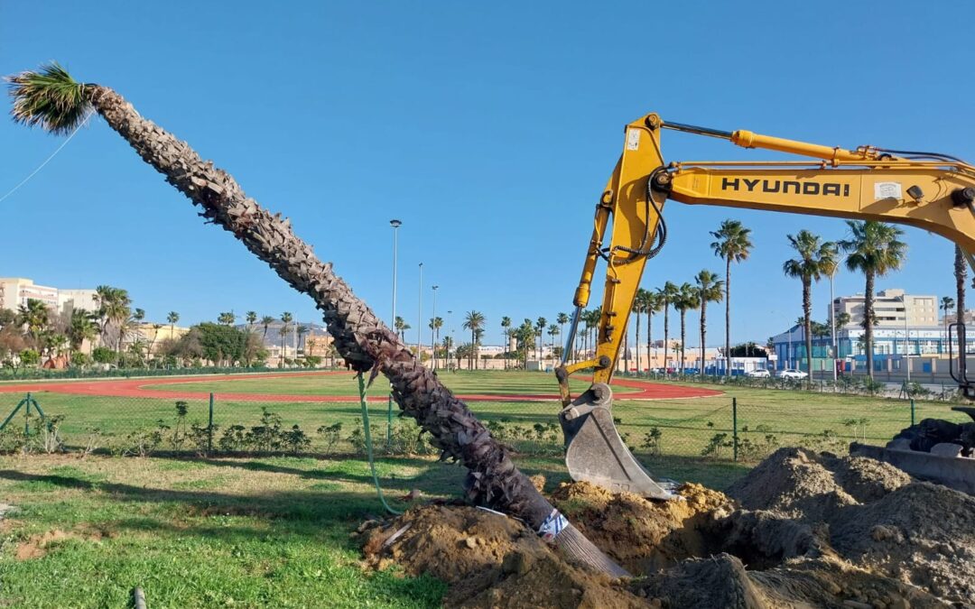 Parques y Jardines retira una palmera afectada por los temporales en Poniente para su plantación en el parque Princesa Sofía
