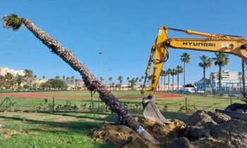 Parques y Jardines retira una palmera afectada por los temporales en Poniente para su plantación en el parque Princesa Sofía
