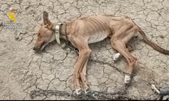 La Guardia Civil rescata a 111 animales en Málaga en una operación contra el maltrato y el abandono
