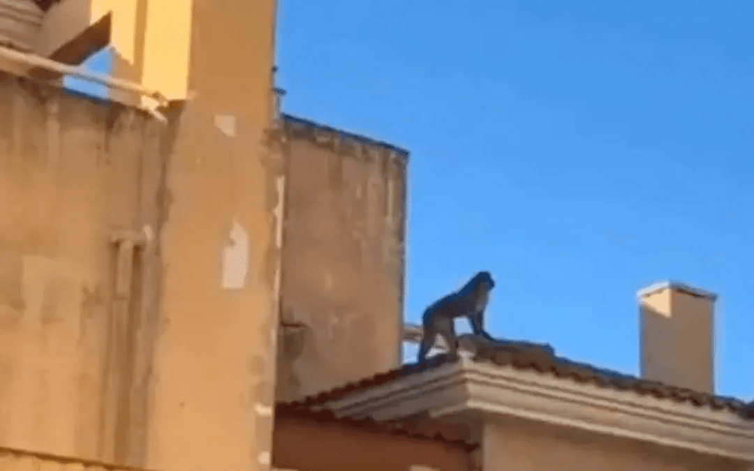 Capturan al mono de Gibraltar.