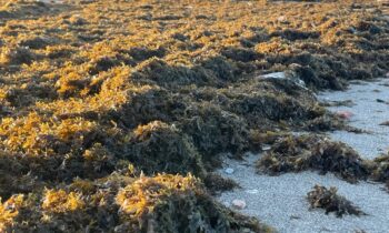 Playas acomete la retirada de algas en Poniente