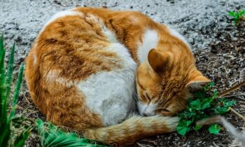La delegación de Salud vuelve a poner en marcha la campaña de esterilización de gatos comunitarios
