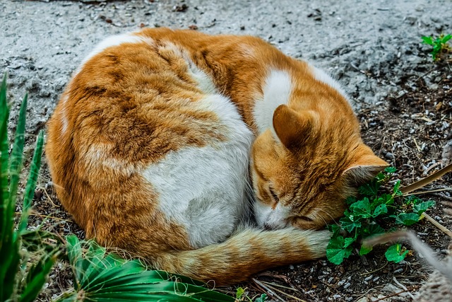 La delegación de Salud vuelve a poner en marcha la campaña de esterilización de gatos comunitarios
