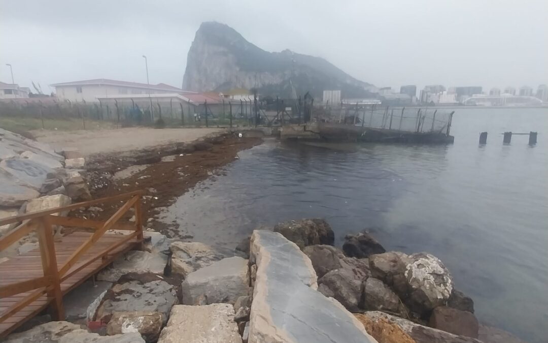 Playas ejecuta la limpieza de nuevos arribazones de algas en las playas de Poniente y Los Manolos