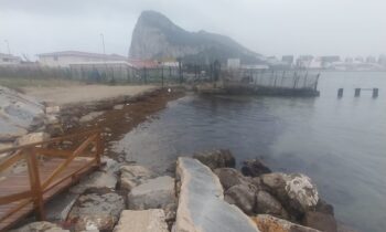 Playas ejecuta la limpieza de nuevos arribazones de algas en las playas de Poniente y Los Manolos