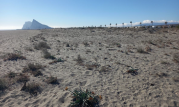 El Ministerio para la Transición Ecológica invertirá casi seiscientos mil euros en la restauración y protección del sistema dunar desde el puerto de la Atunara a Santa Clara