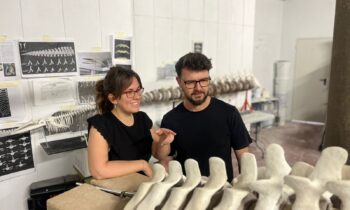 Finaliza la restauración y montaje del esqueleto de ballena de La Línea