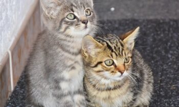 268 gatos de colonias felinas de la ciudad se han castrado desde que el Ayuntamiento aplicó el Método CER del pasado año