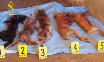 Desmantelada una falsa protectora por abandono y maltrato animal