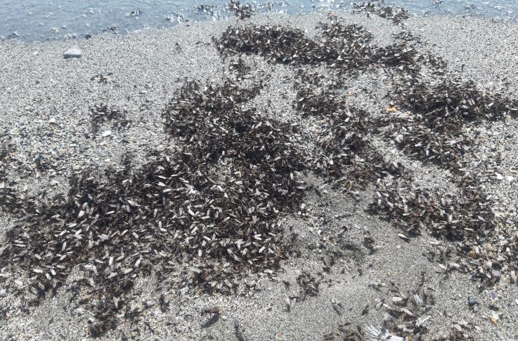La delegación de Playas retira una gran cantidad de alúas muertas, restos de las aparecidas ayer por millones en las playas de Levante y Santa Bárbara