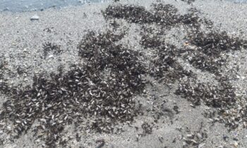 La delegación de Playas retira una gran cantidad de alúas muertas, restos de las aparecidas ayer por millones en las playas de Levante y Santa Bárbara