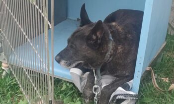 La delegación de Salud alerta sobre el masivo abandono de perros durante el verano
