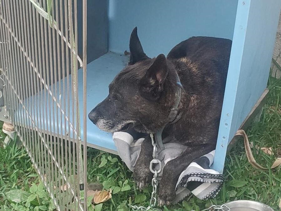 La delegación de Salud alerta sobre el masivo abandono de perros durante el verano