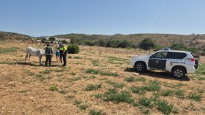 Salud en coordinación con el Seprona rescata a 25 equinos de un terreno en Santa Margarita